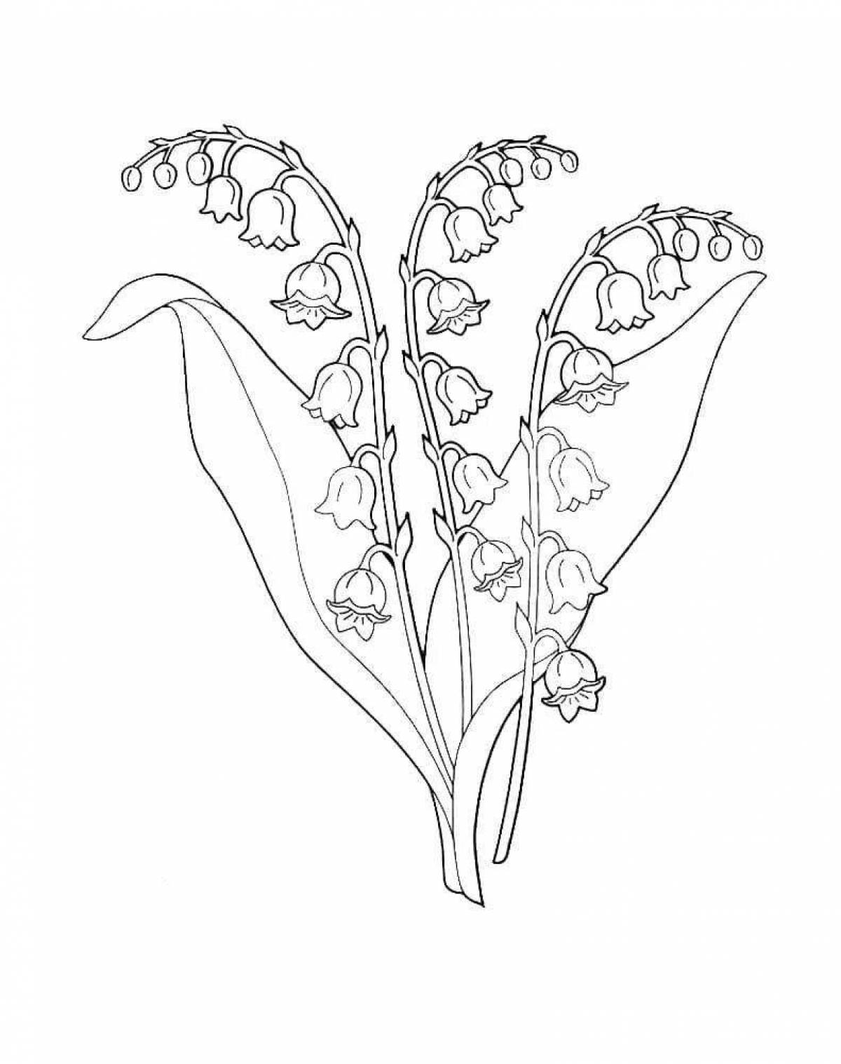 Colouring delightful May lily of the valley