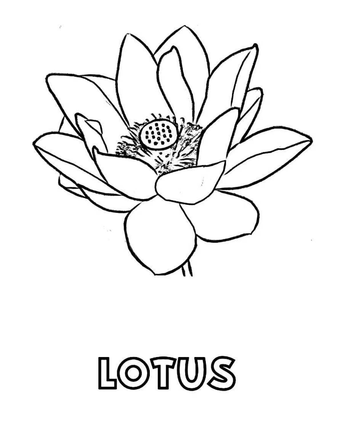 Фото Раскраска lovely walnut lotus