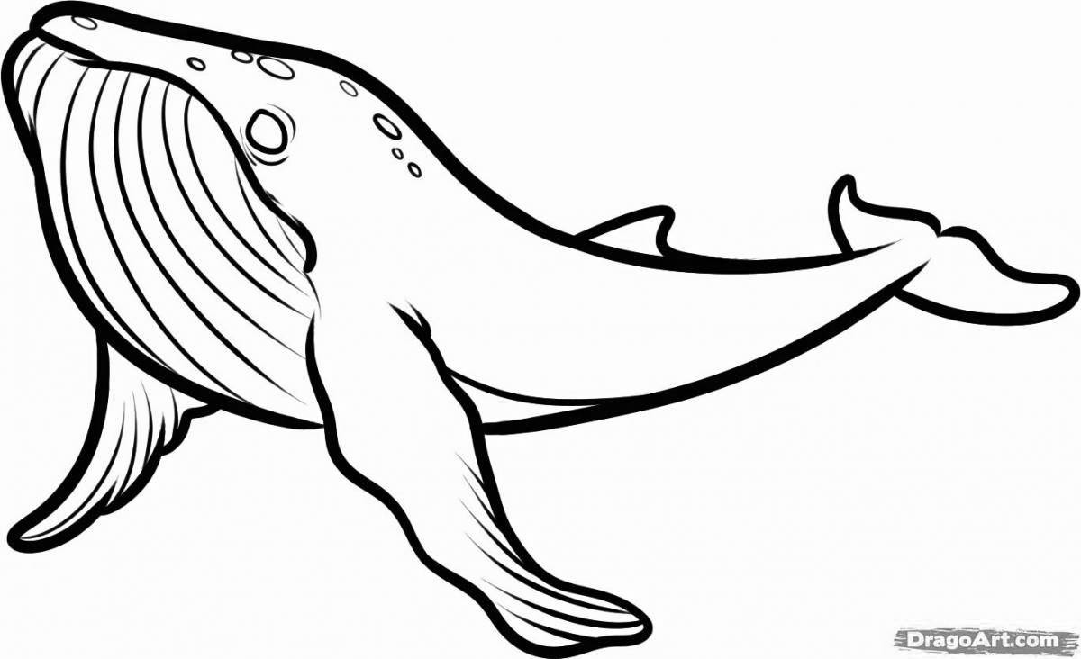 Фото Раскраска милый горбатый кит
