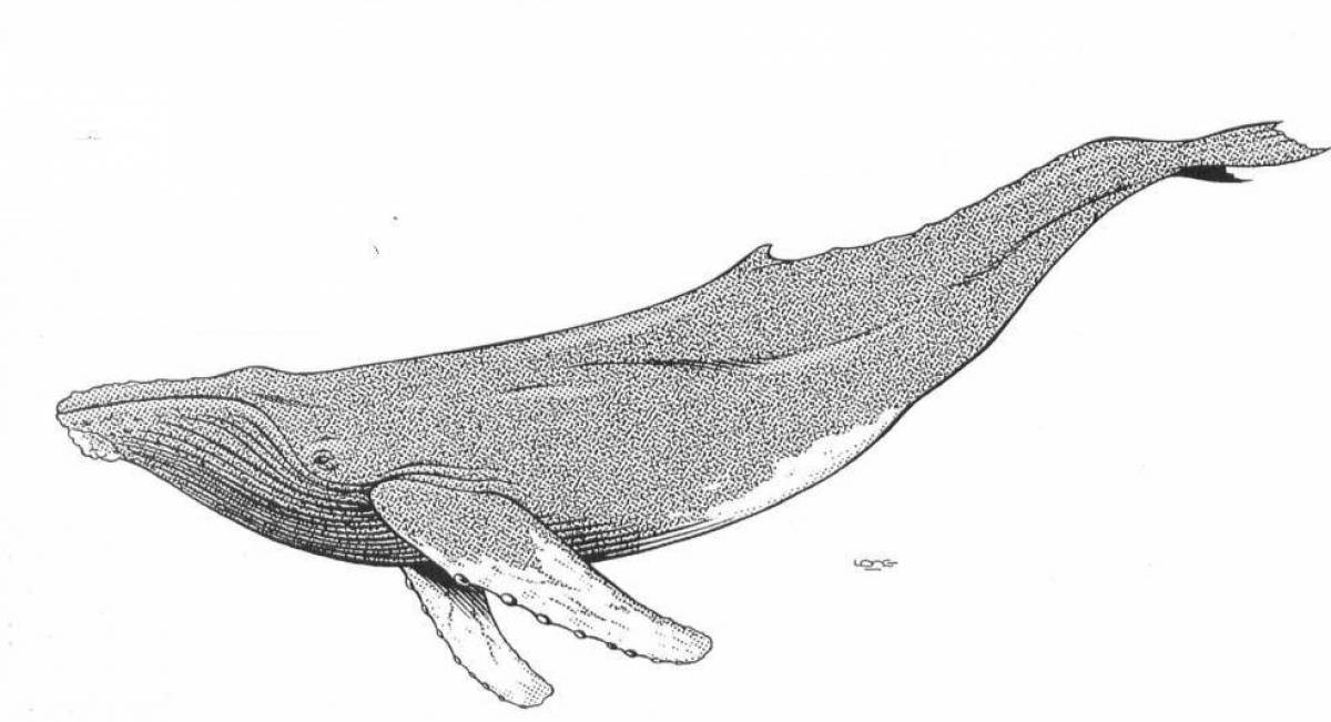 Фото Впечатляющая страница раскраски горбатого кита