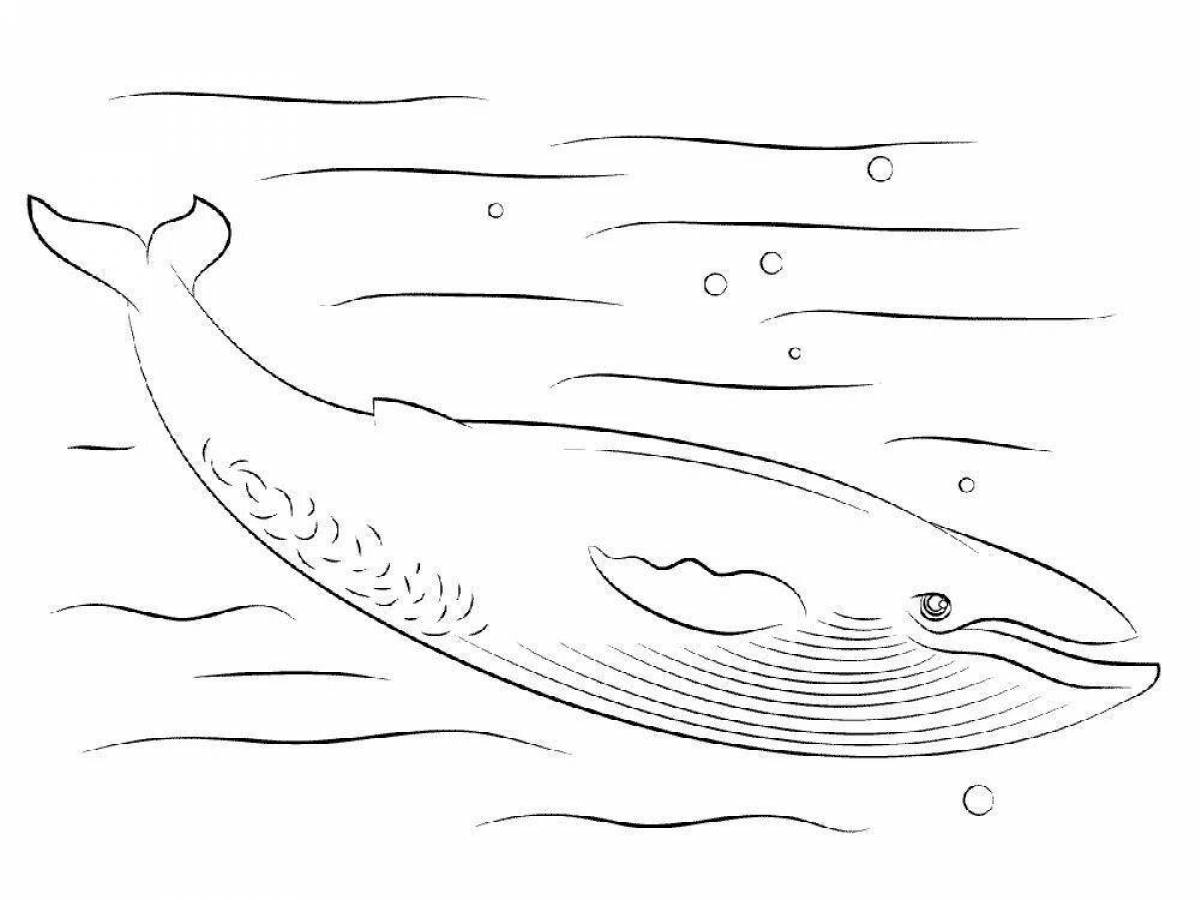 Coloring book exquisite humpback whale