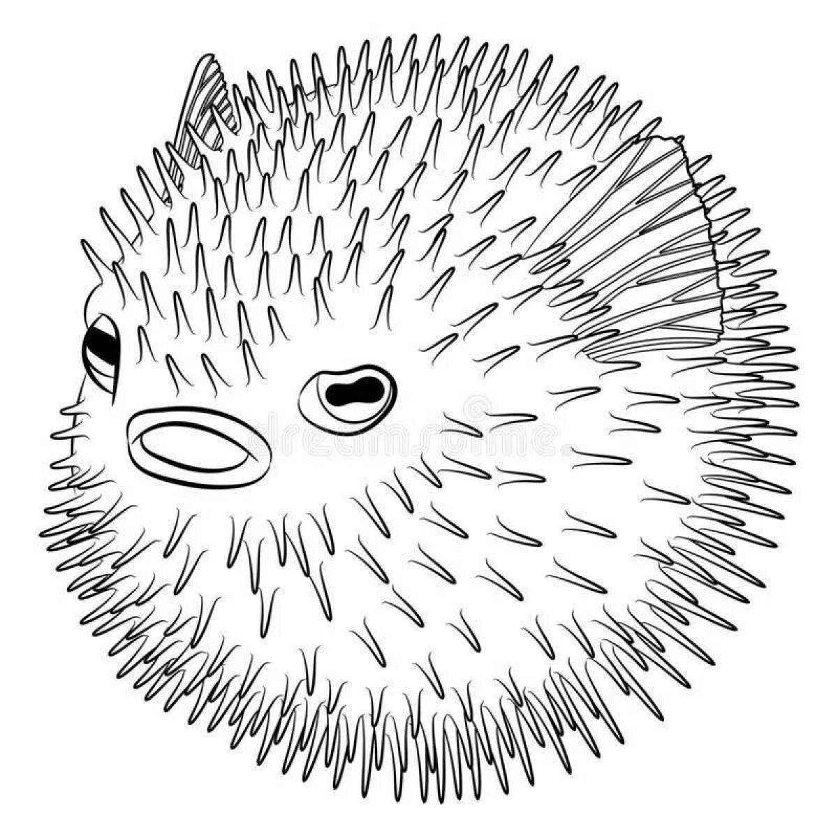 Attractive puffer fish coloring page