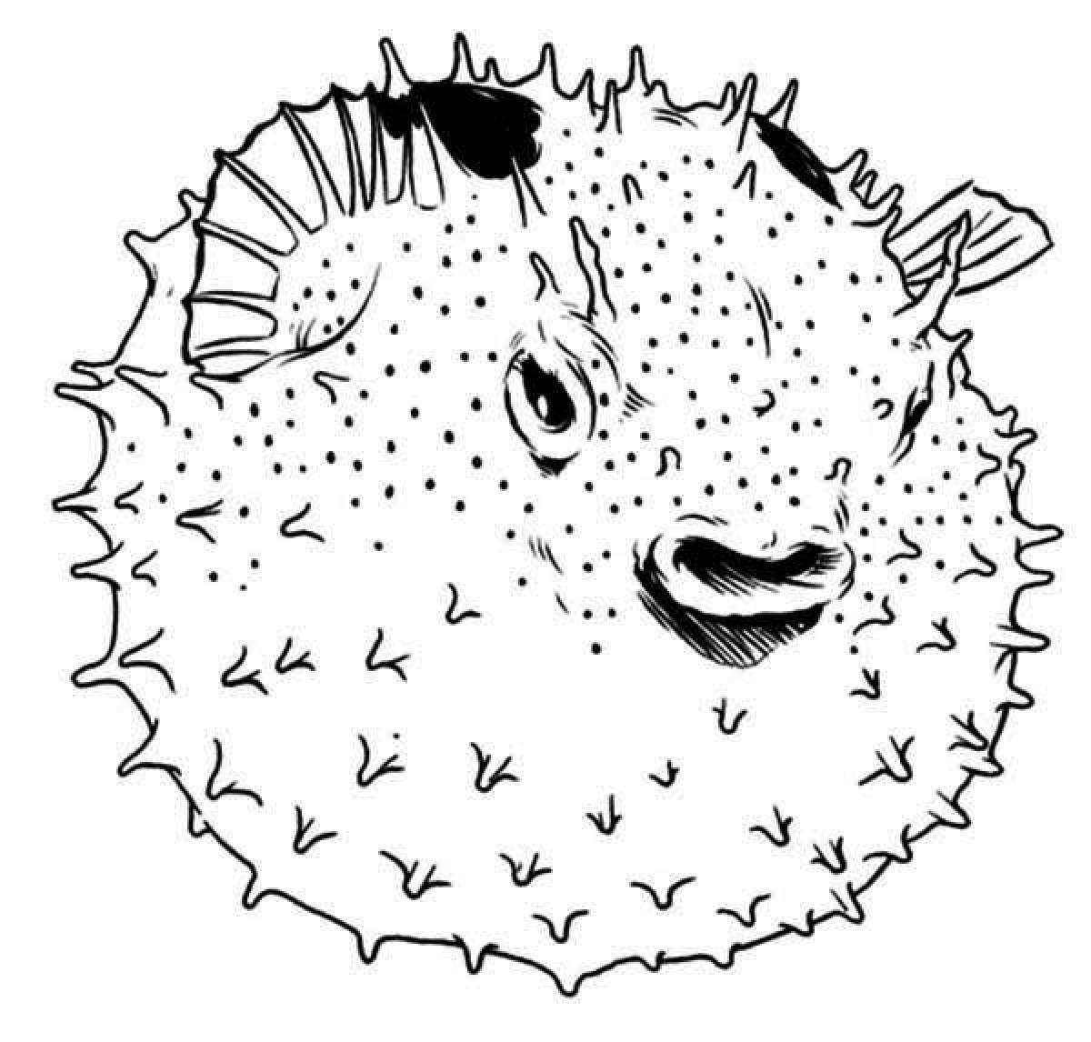 Colouring cool puffer fish