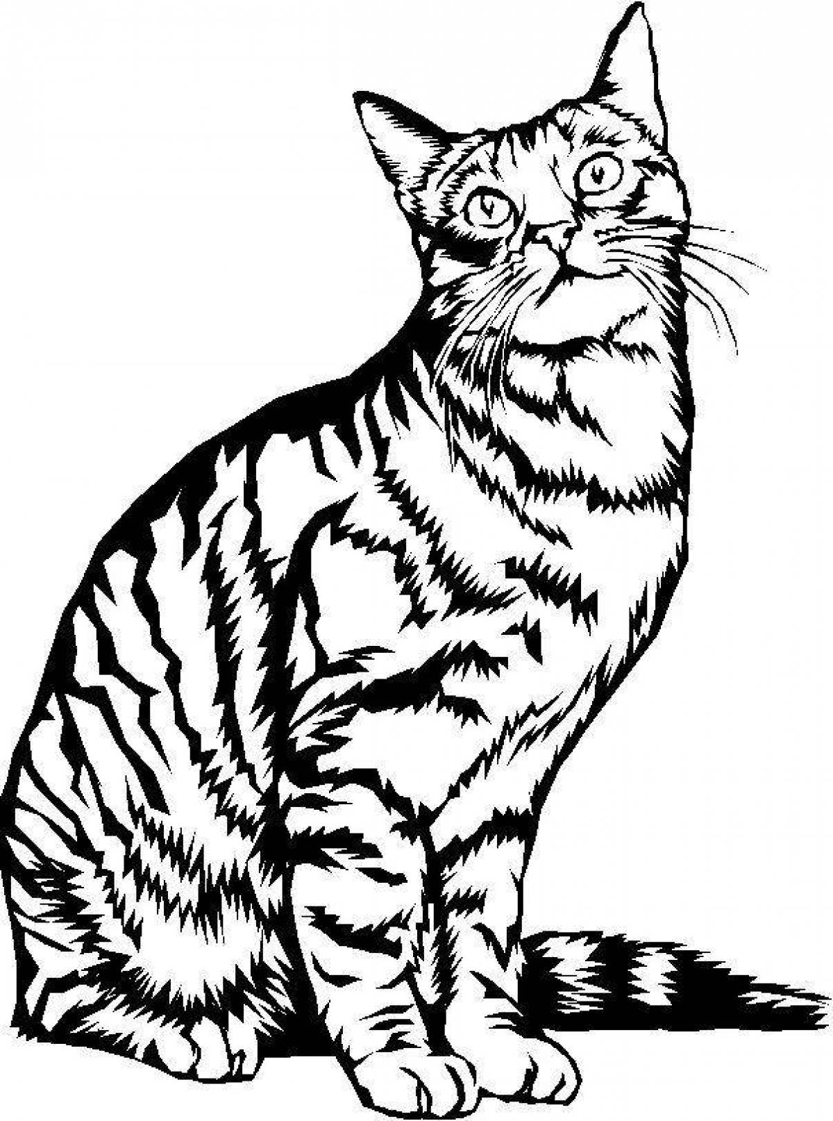 Фото Раскраска хитрый полосатый кот