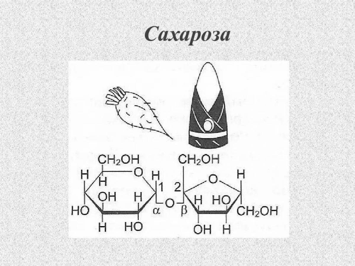 Как нарисовать сахарозу из геншин импакт поэтапно