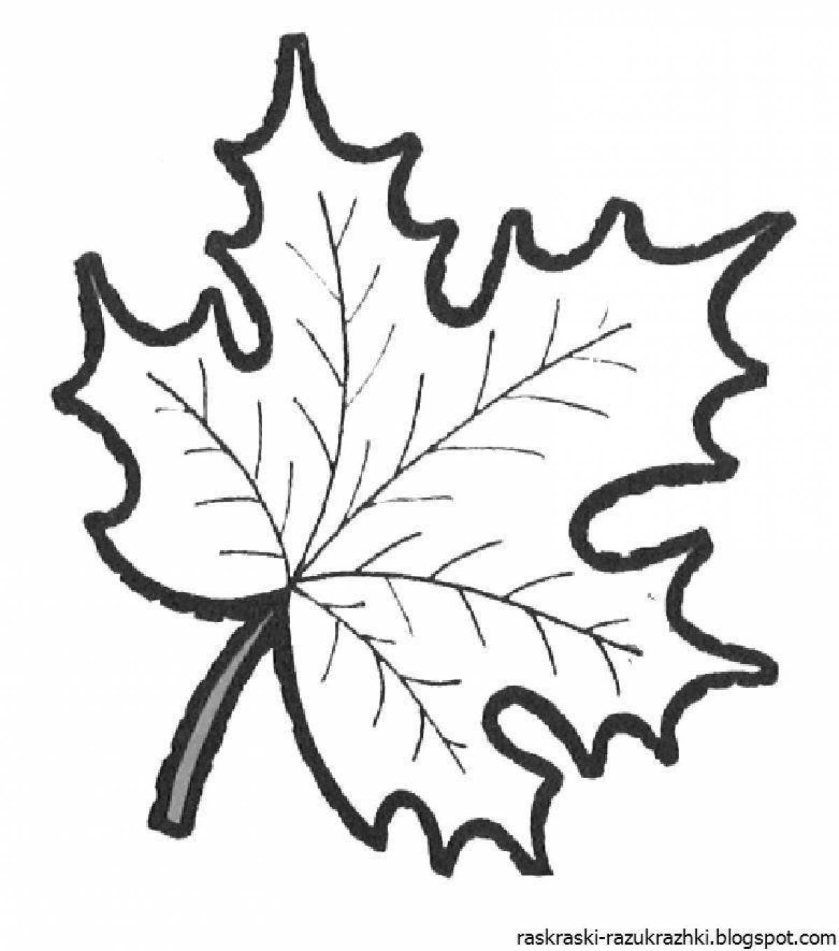 Фото Раскраска сияющий кленовый лист