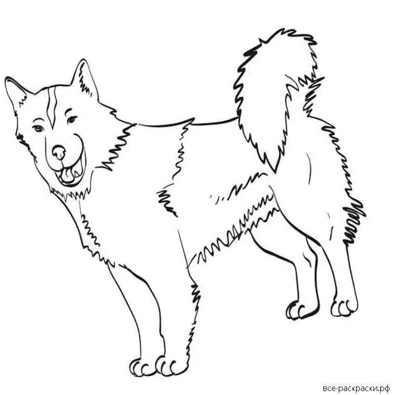 раскраска Сибирский хаски, собаки, медведи очень похож на волка