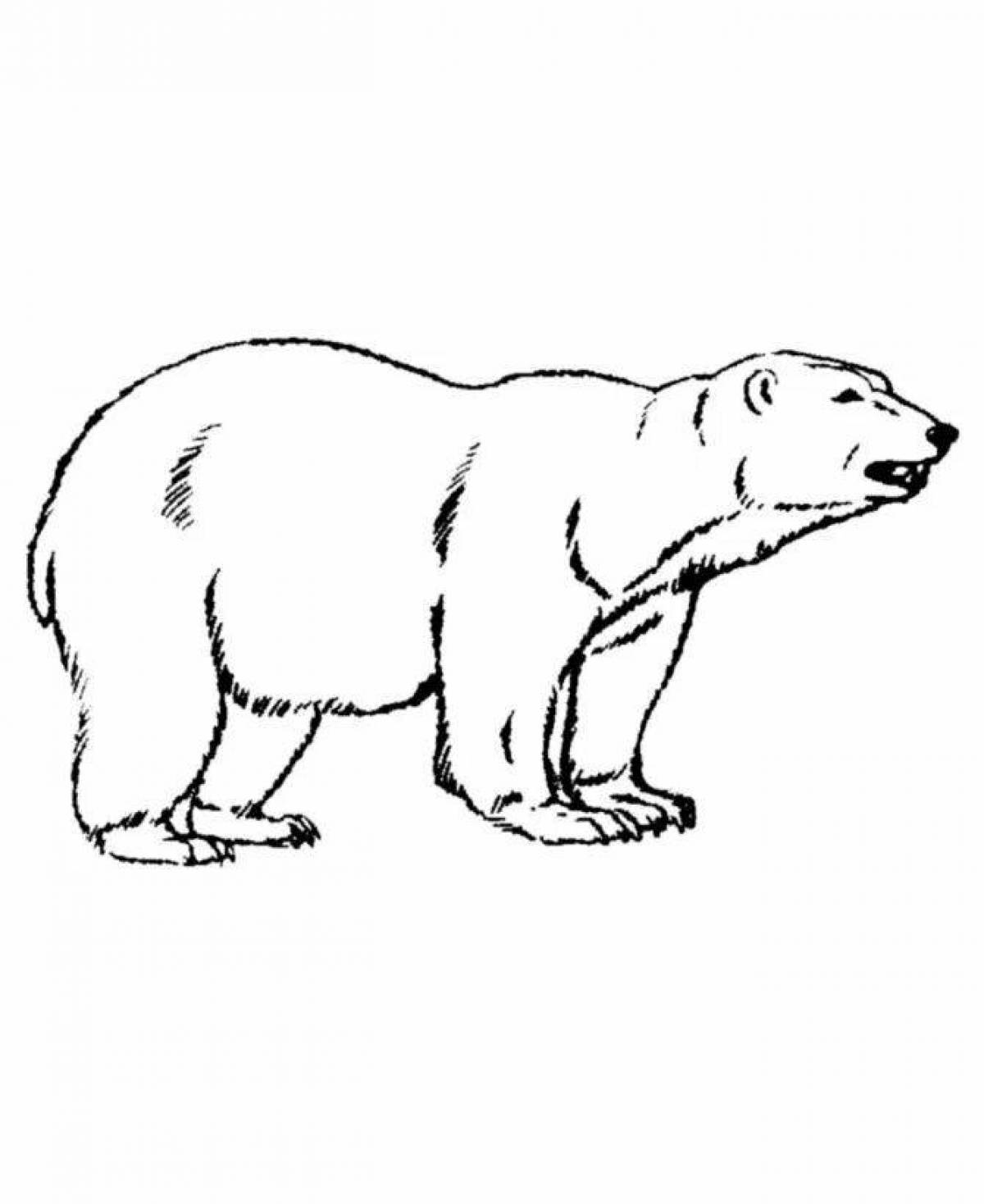 Раскраска сияющий северный медведь