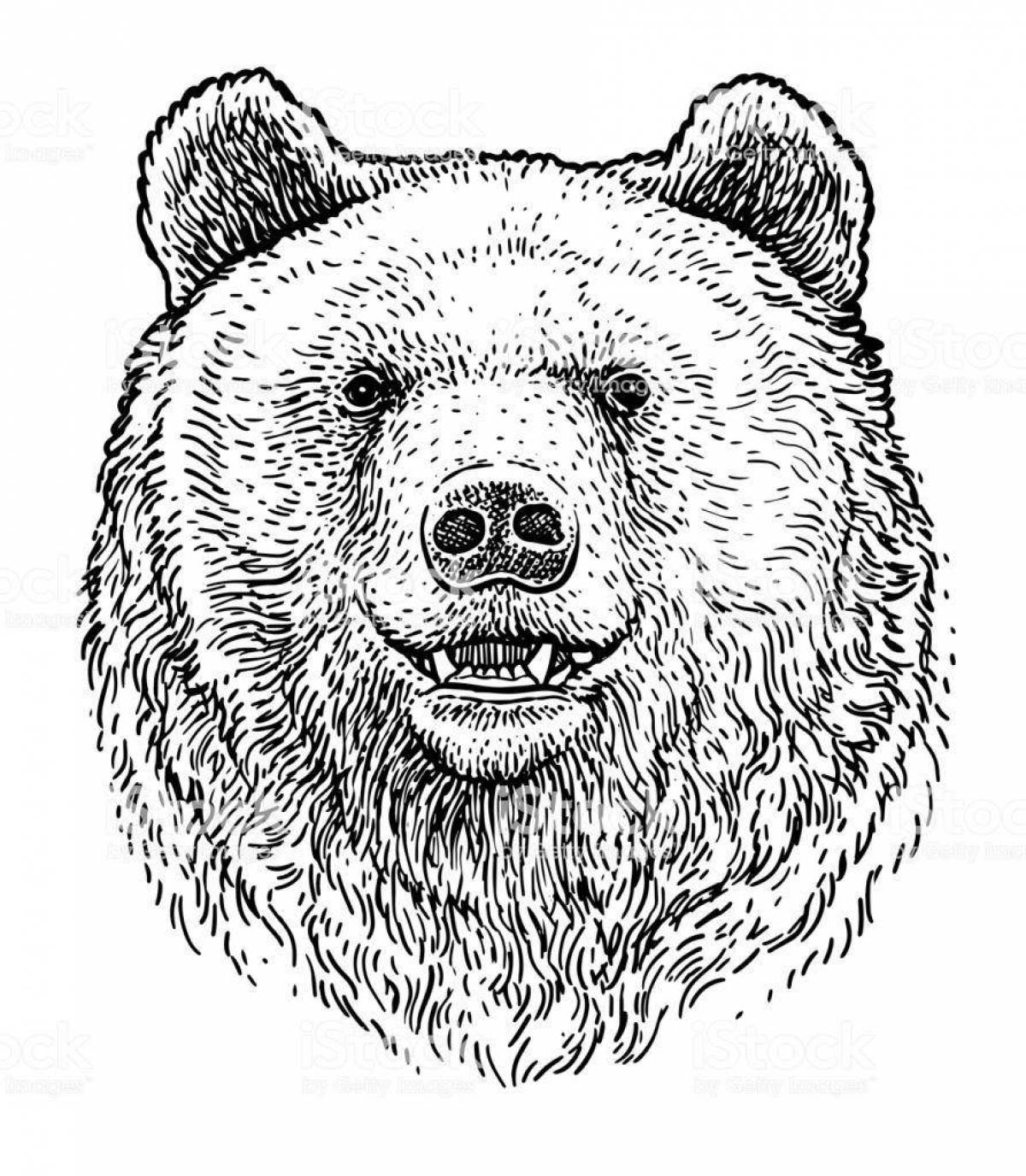 Раскраска голова милого медведя