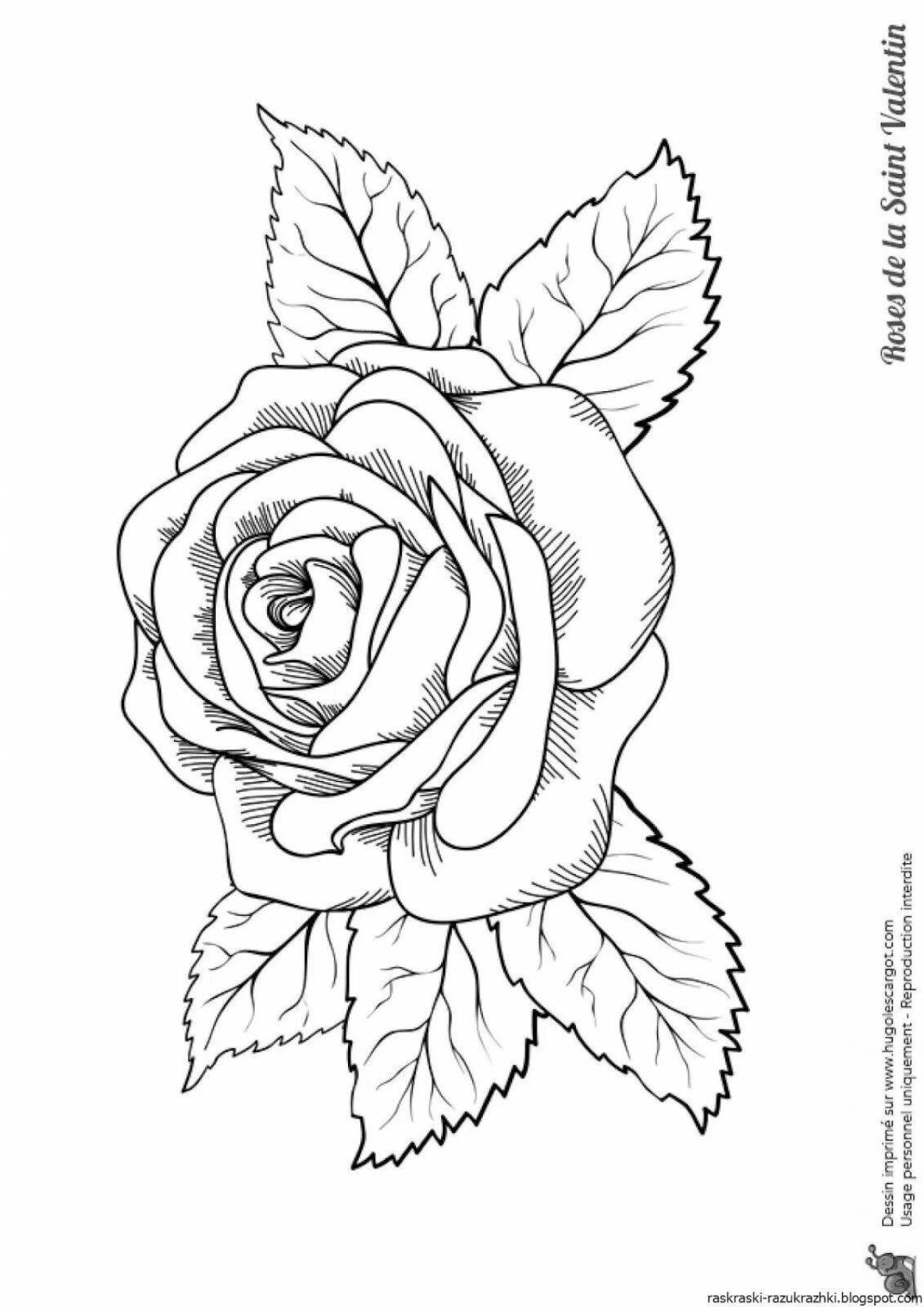 Exquisite coloring drawing of a rose