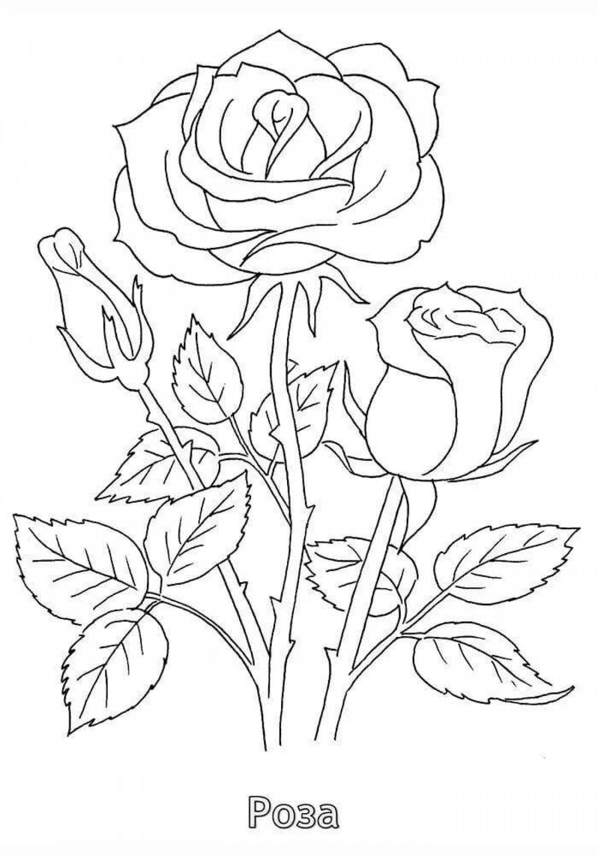 Dazzling coloring drawing of a rose