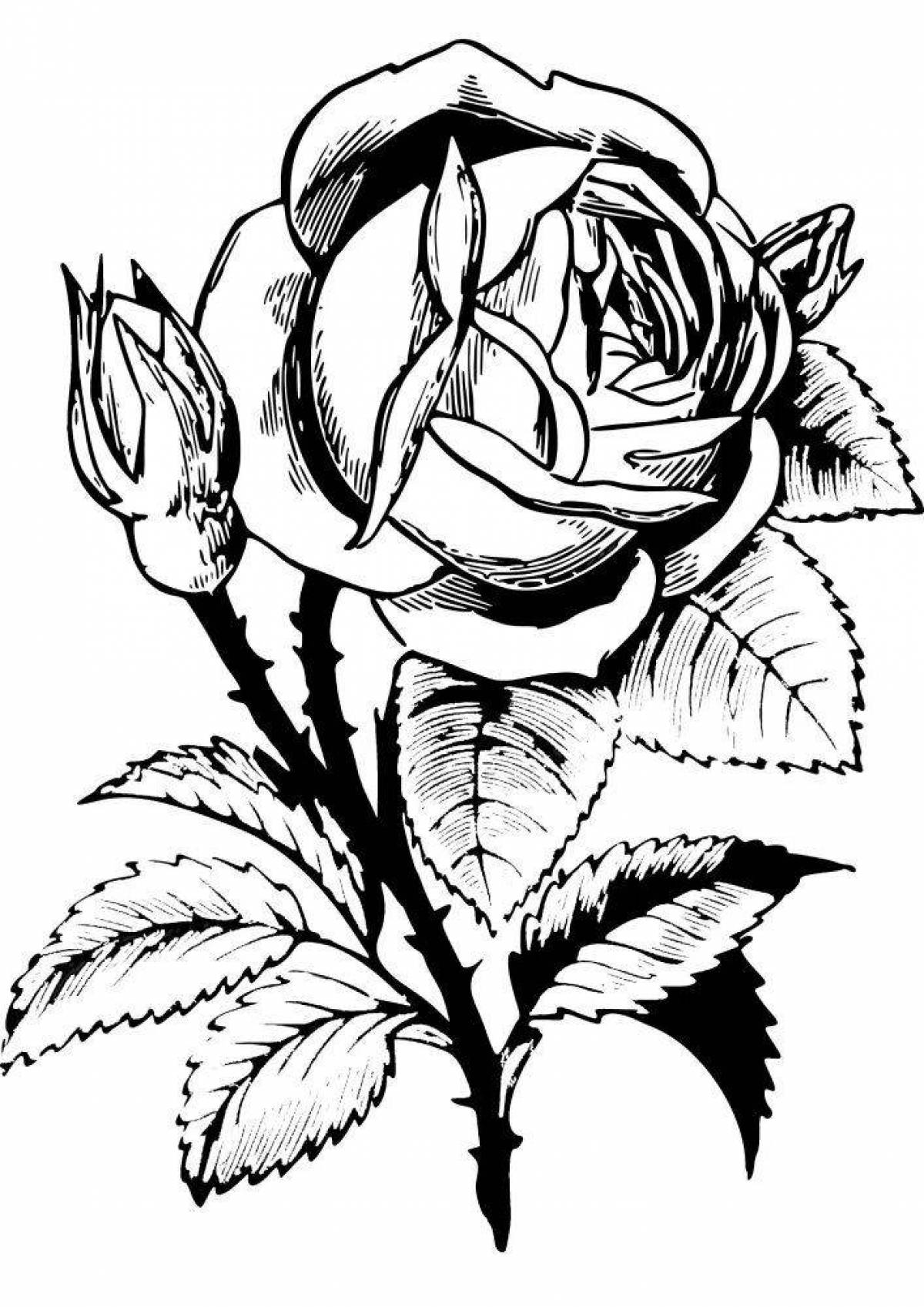 Beautiful coloring drawing of a rose