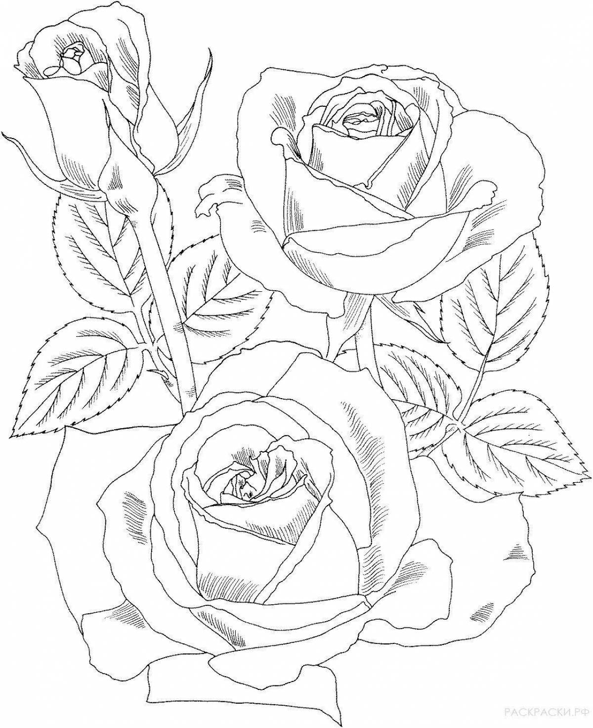 Привлекательная раскраска рисунок розы