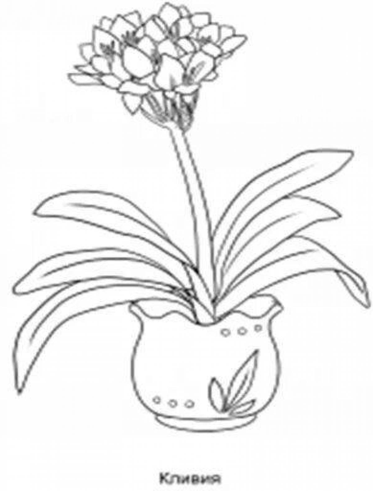 Комнатное растение Кливия раскраска