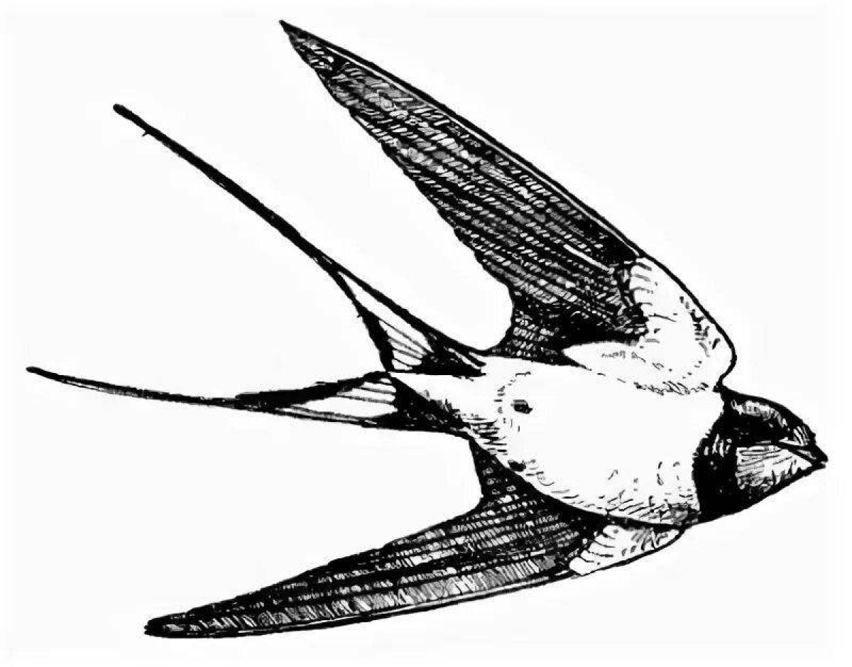Блокадная ласточка раскраска распечатать. Блокадная Ласточка. Ласточки. Ласточка раскраска. Ласточка рисунок.