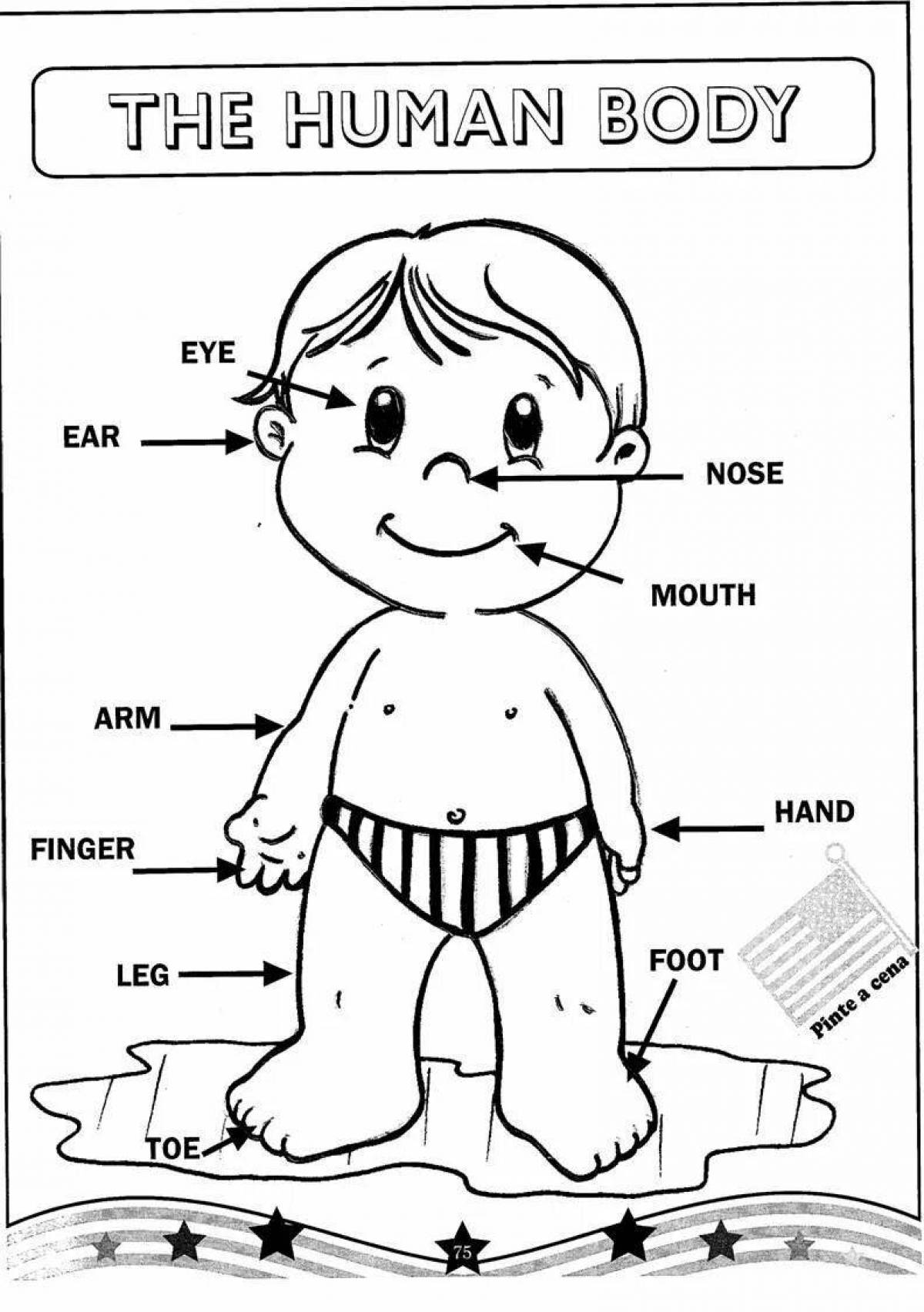 Части тела на английском языке с картинками и переводом для детей