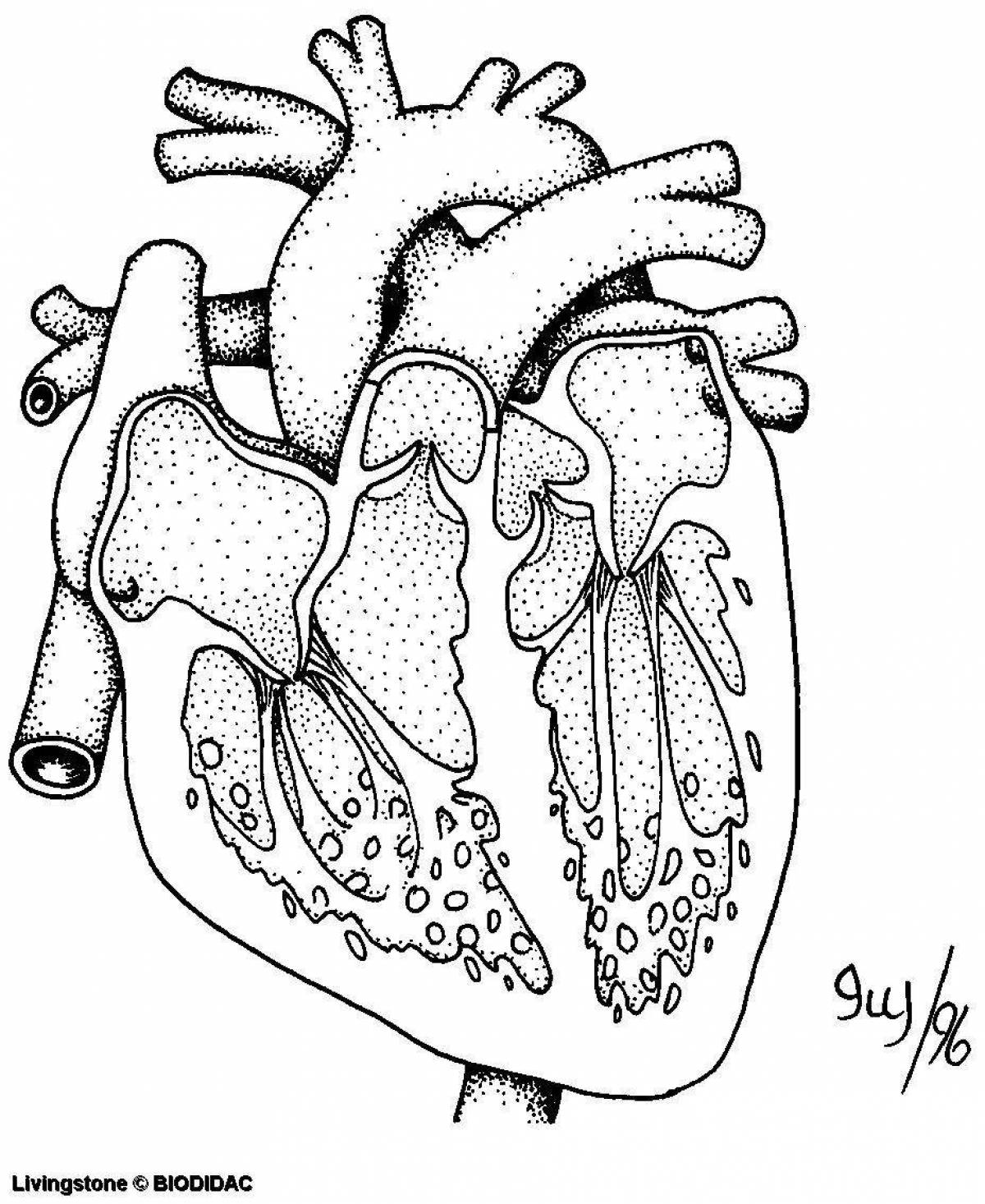 Сердце рисунок черно белый анатомия