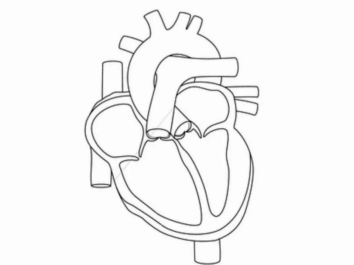 Схематическое изображение сердца человека
