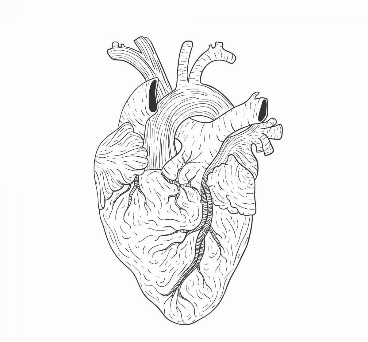 Человеческое сердце рисунок поэтапно