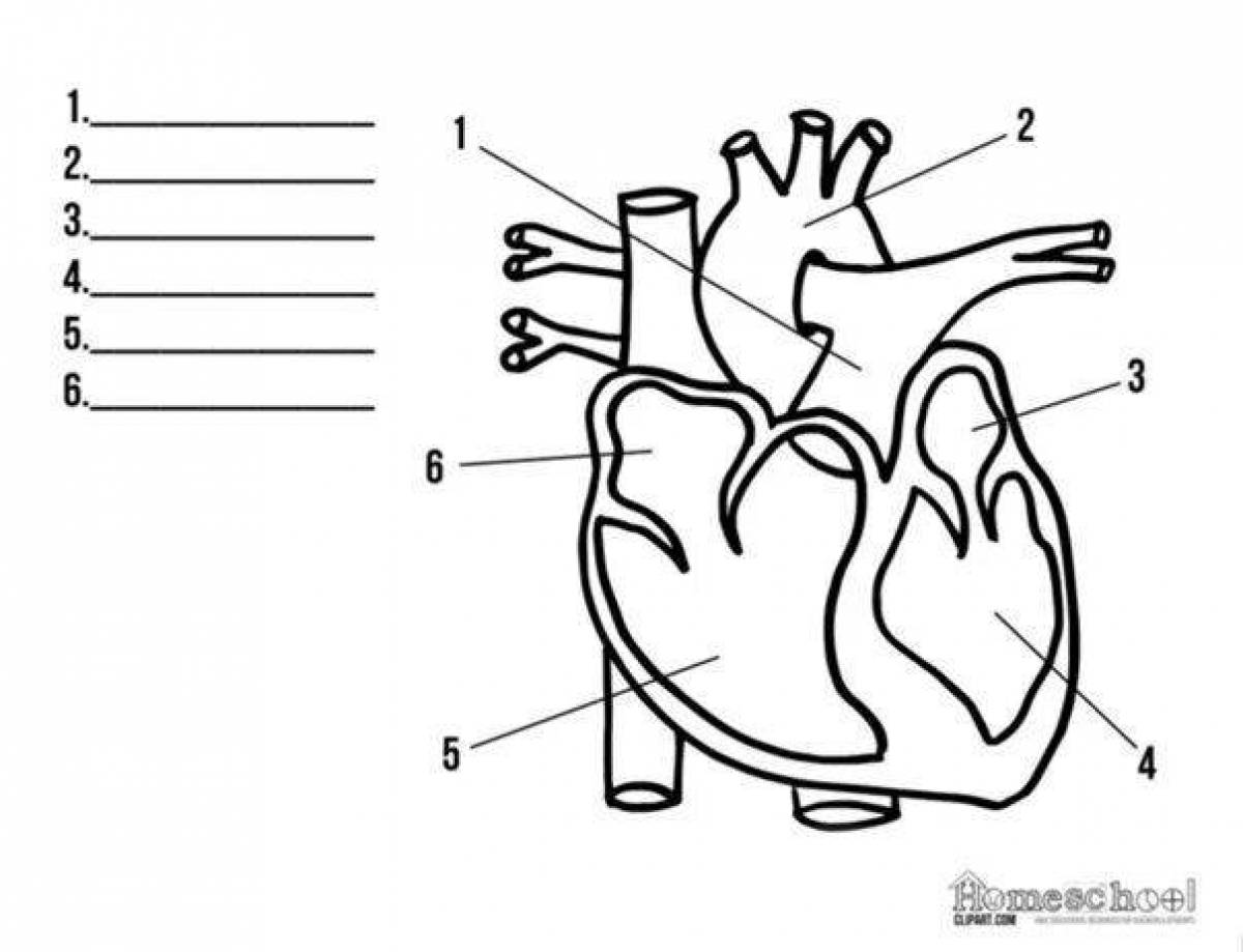 Строение сердца человека схема
