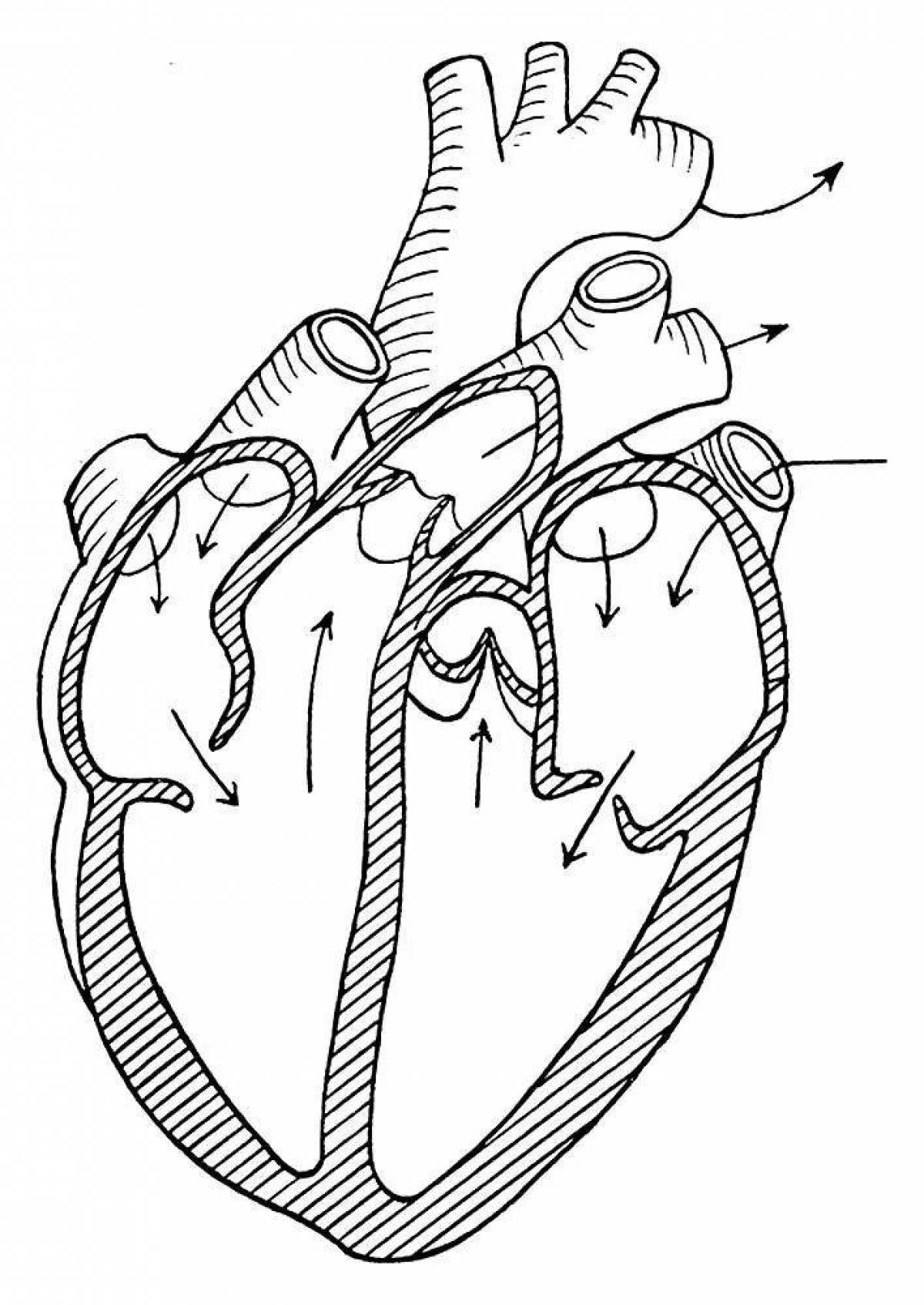 Какая структура сердца человека изображена на рисунке. Человеческое сердце раскраска. Схематичное строение сердца. Сердце раскраска анатомия.