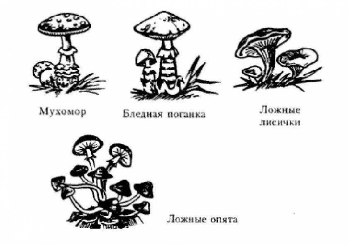 Схему растения гриба. Раскраска грибы съедобные и несъедобные с названиями. Съедобные и несъедобные грибы раскраска. Съедобные и несъедобные грибы черно белые. Съедобные и несъедобные грибы раскраска для детей.