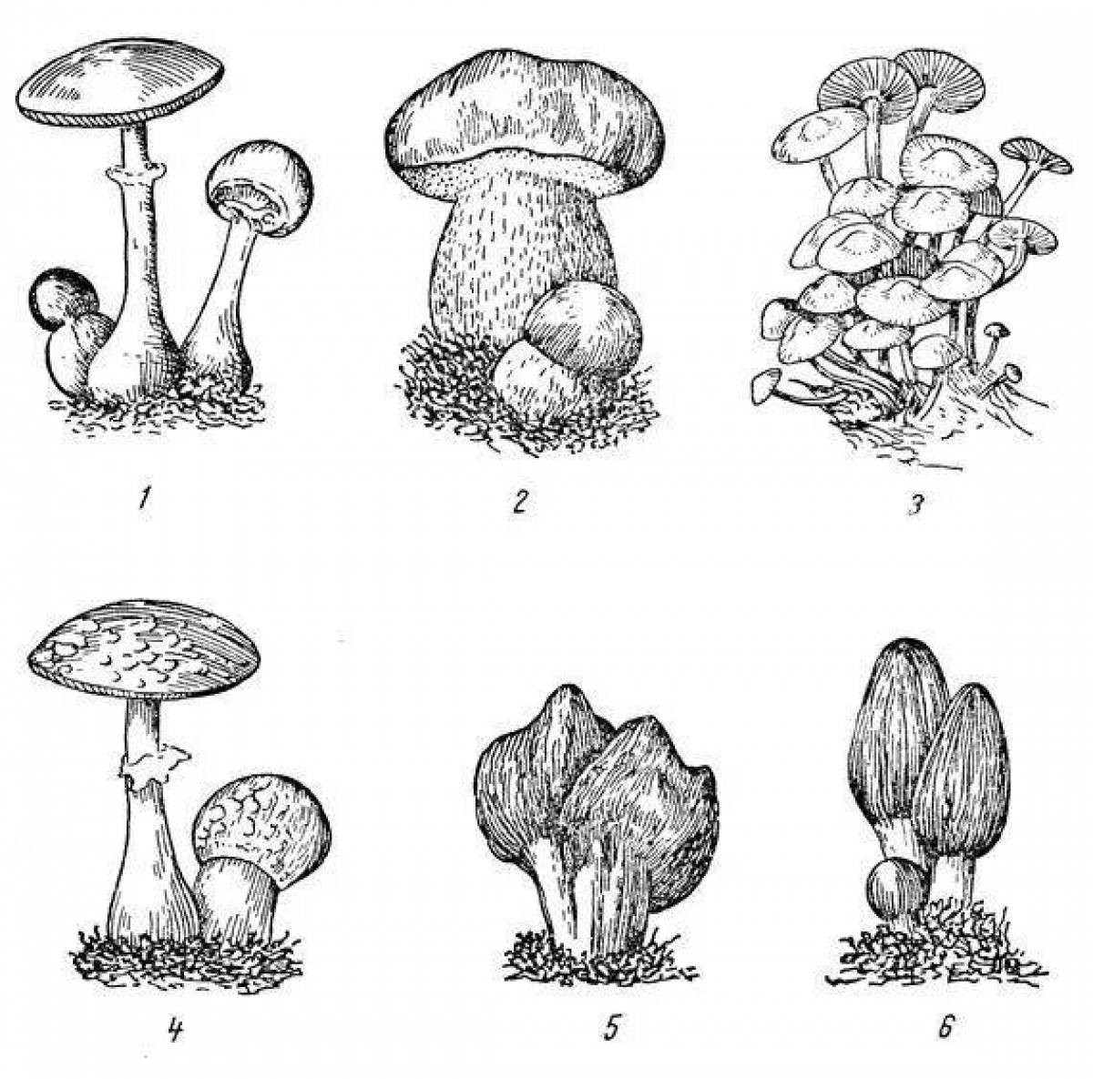 Грибы нарисовать карандашом с названием