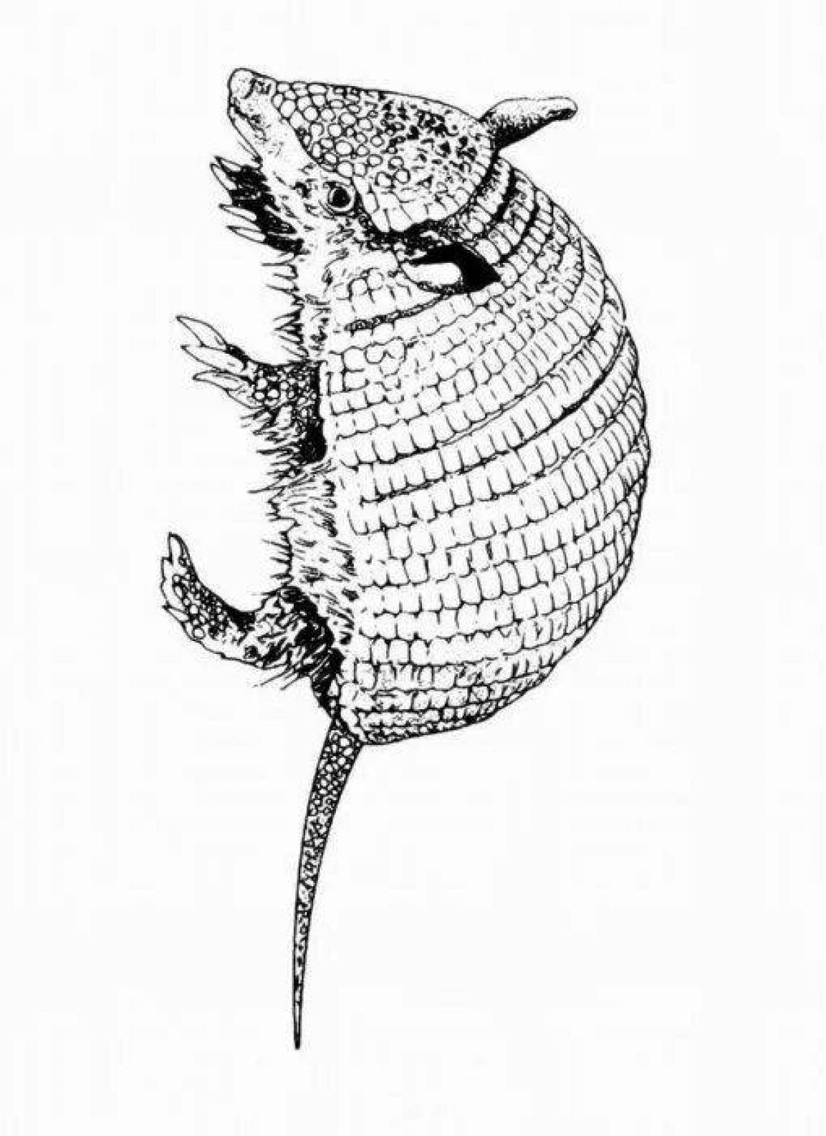 Armadillo fun coloring book