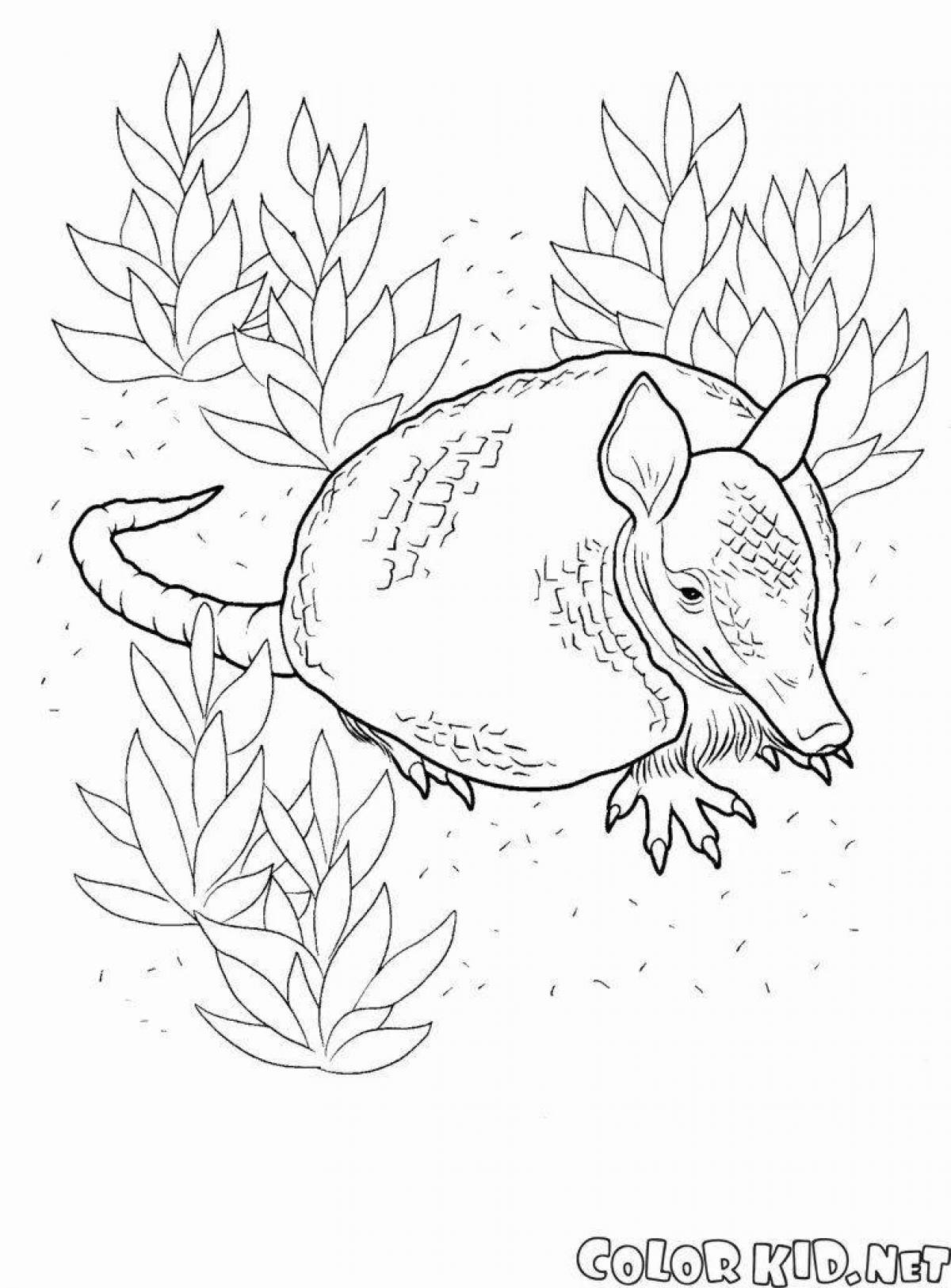 Armadillo #6