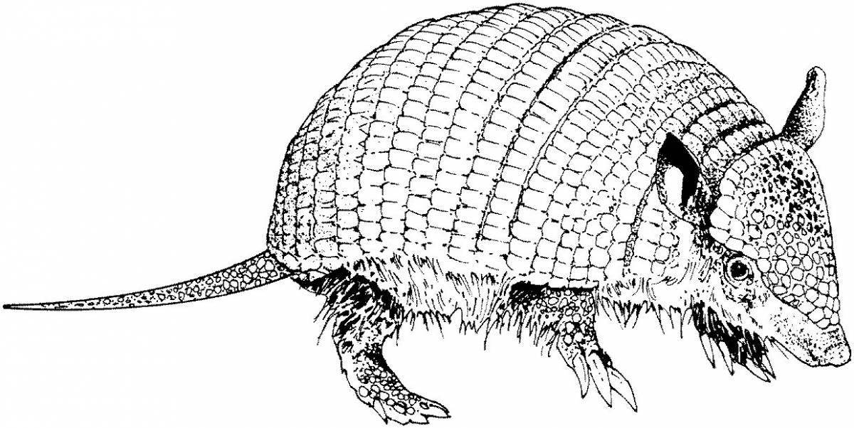 Armadillo #7