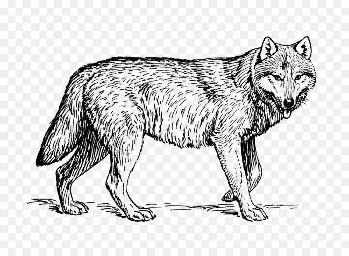 Фото Раскраска могучий серый волк