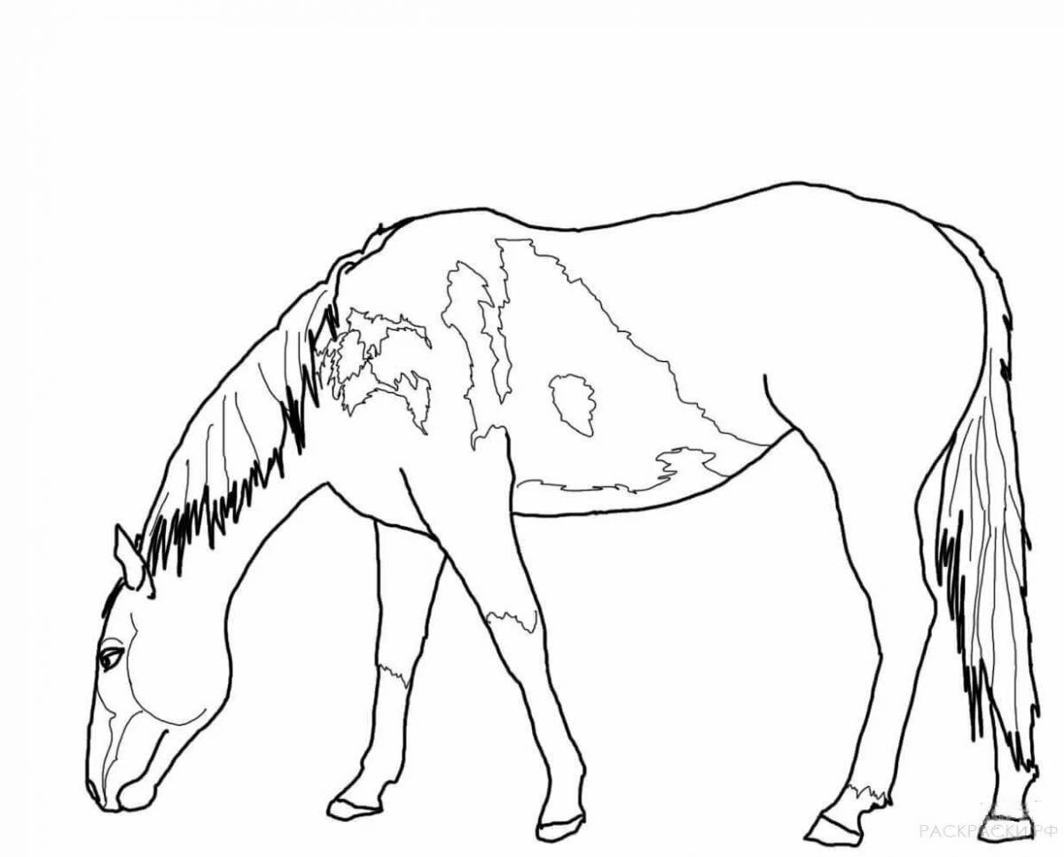 Раскраска грациозные пасущиеся лошади
