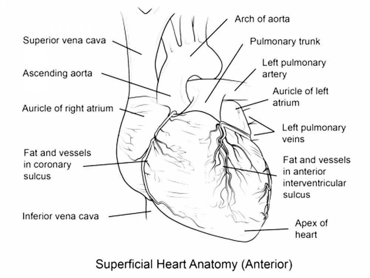 Фото Очаровательная страница раскраски анатомии сердца