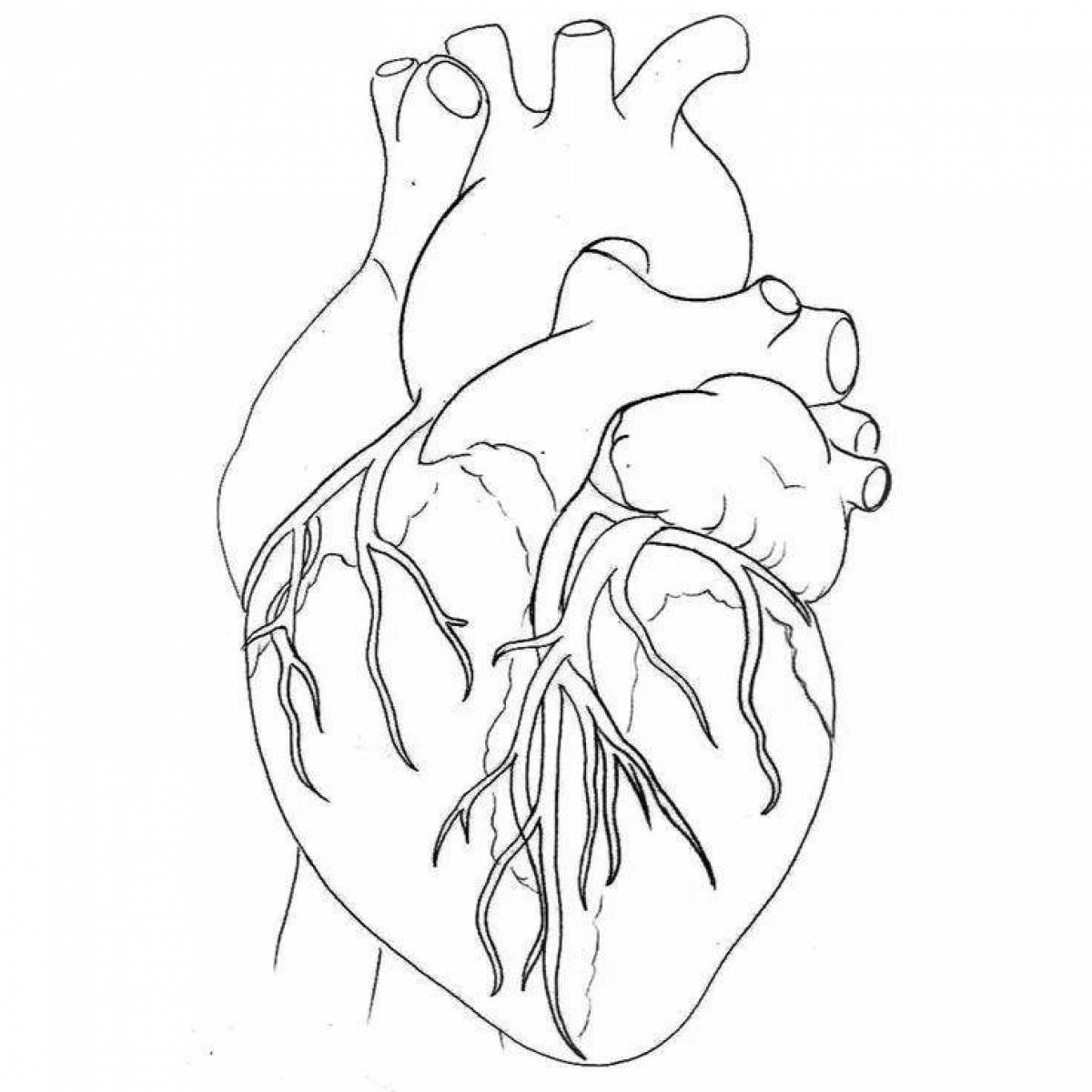 Фото Страница раскраски анатомии лучистого сердца