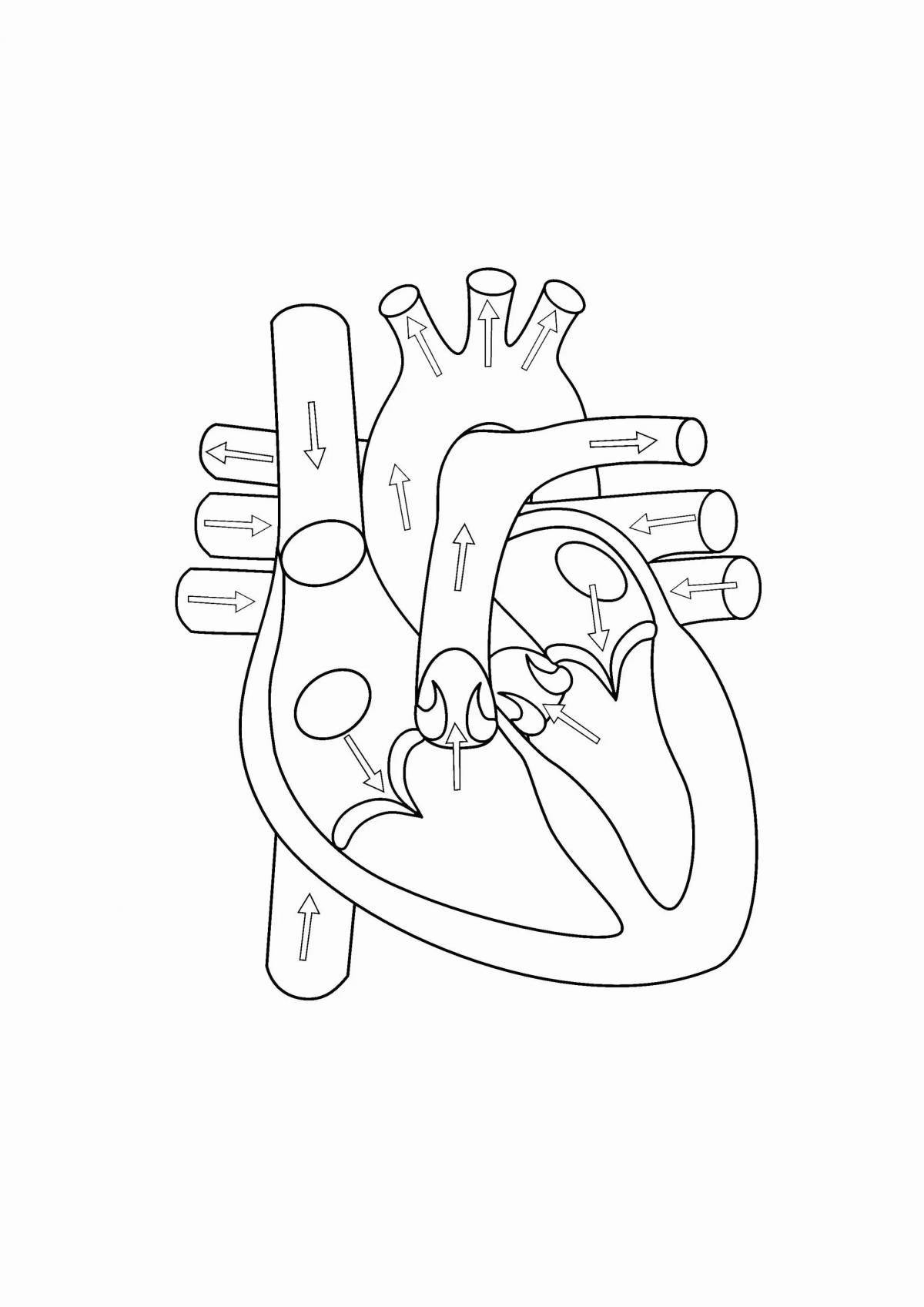 Фото Страница раскраски анатомии славного сердца