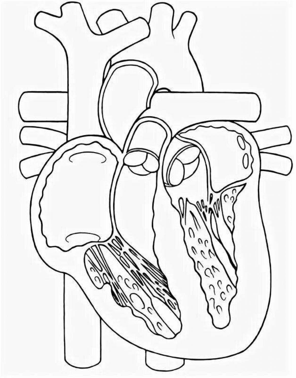 Фото Изысканная страница раскраски анатомии сердца