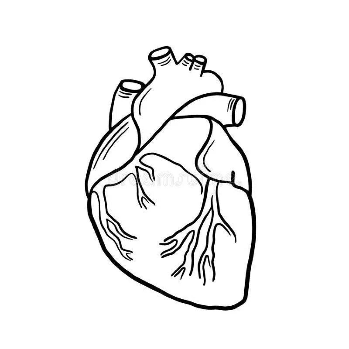 Восхитительная страница раскраски анатомии сердца