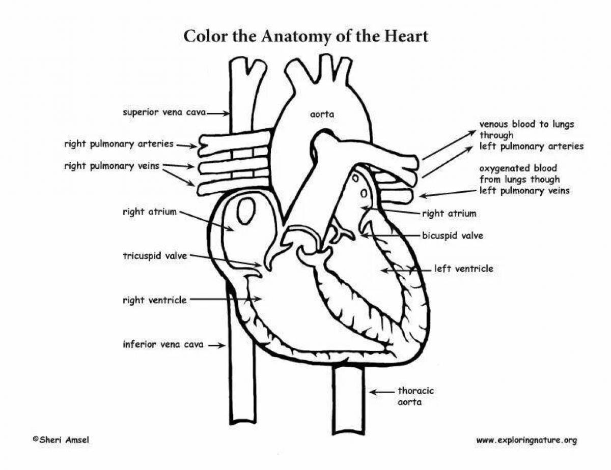 Фото Забавная страница раскраски анатомии сердца