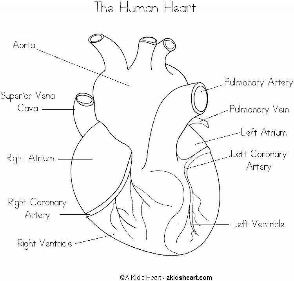 Фото Креативная страница раскраски анатомии сердца