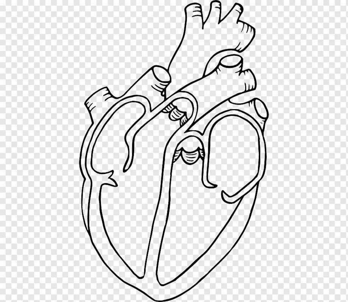 Coloring artistic anatomy of the heart