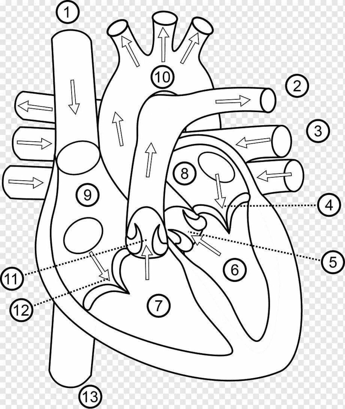 Впечатляющая страница раскраски анатомии сердца