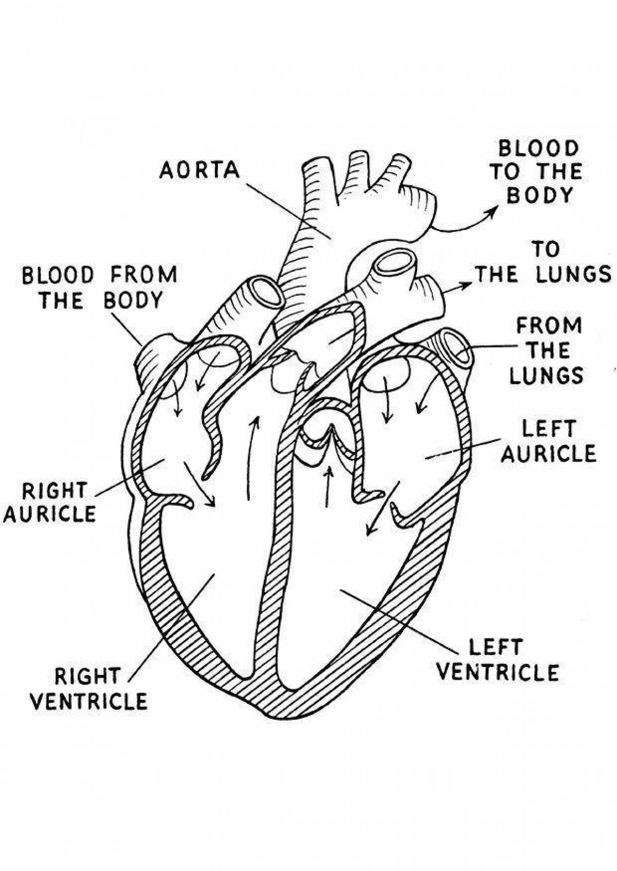 Фото Чудесная страница раскраски анатомии сердца