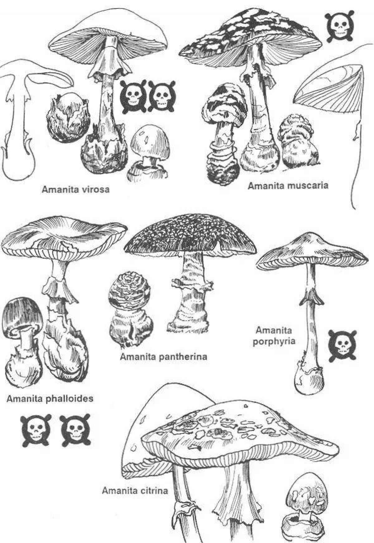 Фото Очаровательная раскраска ядовитые грибы