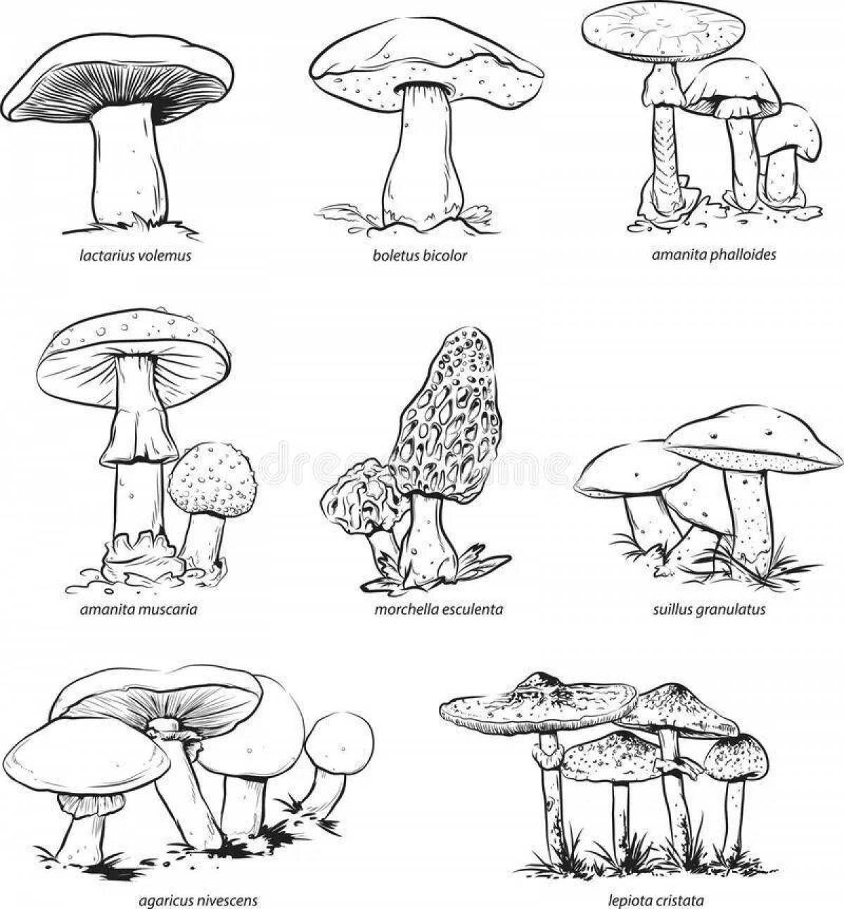 Фото Славная раскраска ядовитые грибы