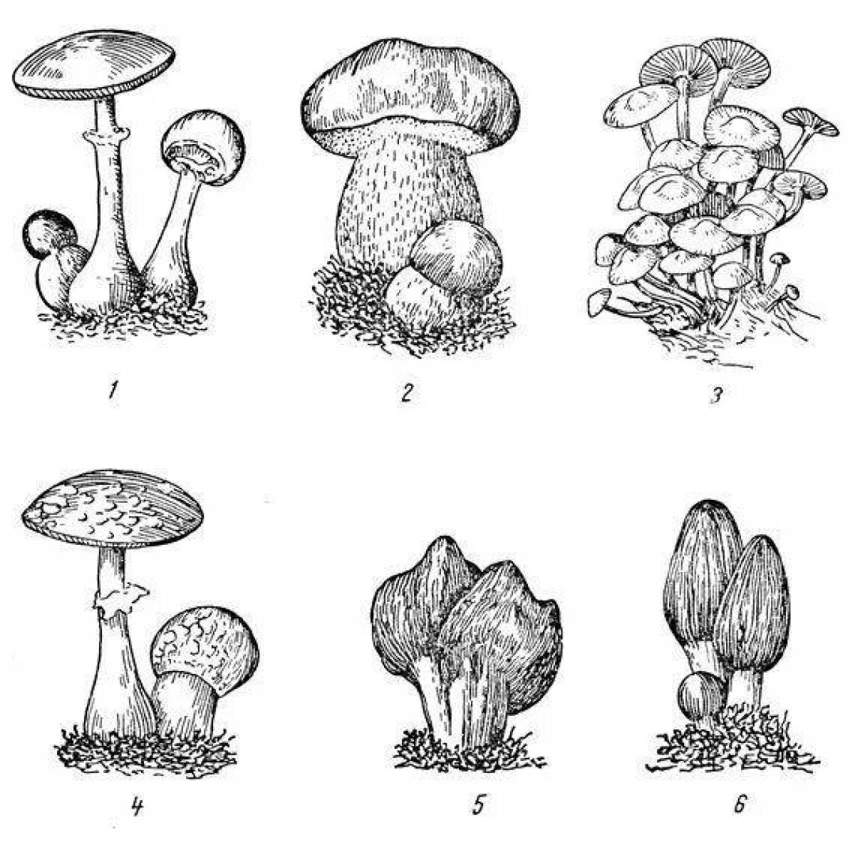 Фото Блестящие раскраски ядовитые грибы
