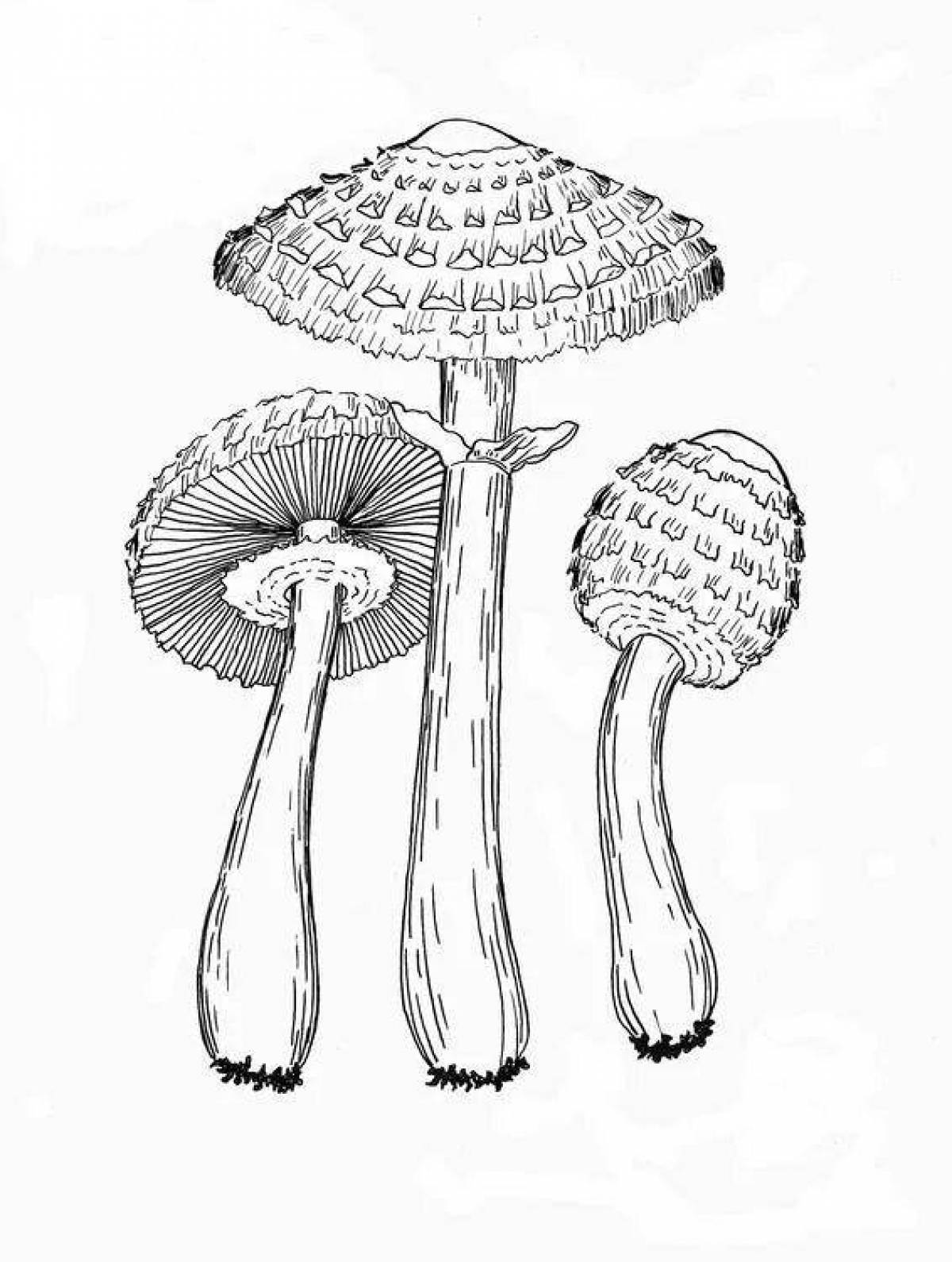Фото Игристые раскраски ядовитые грибы