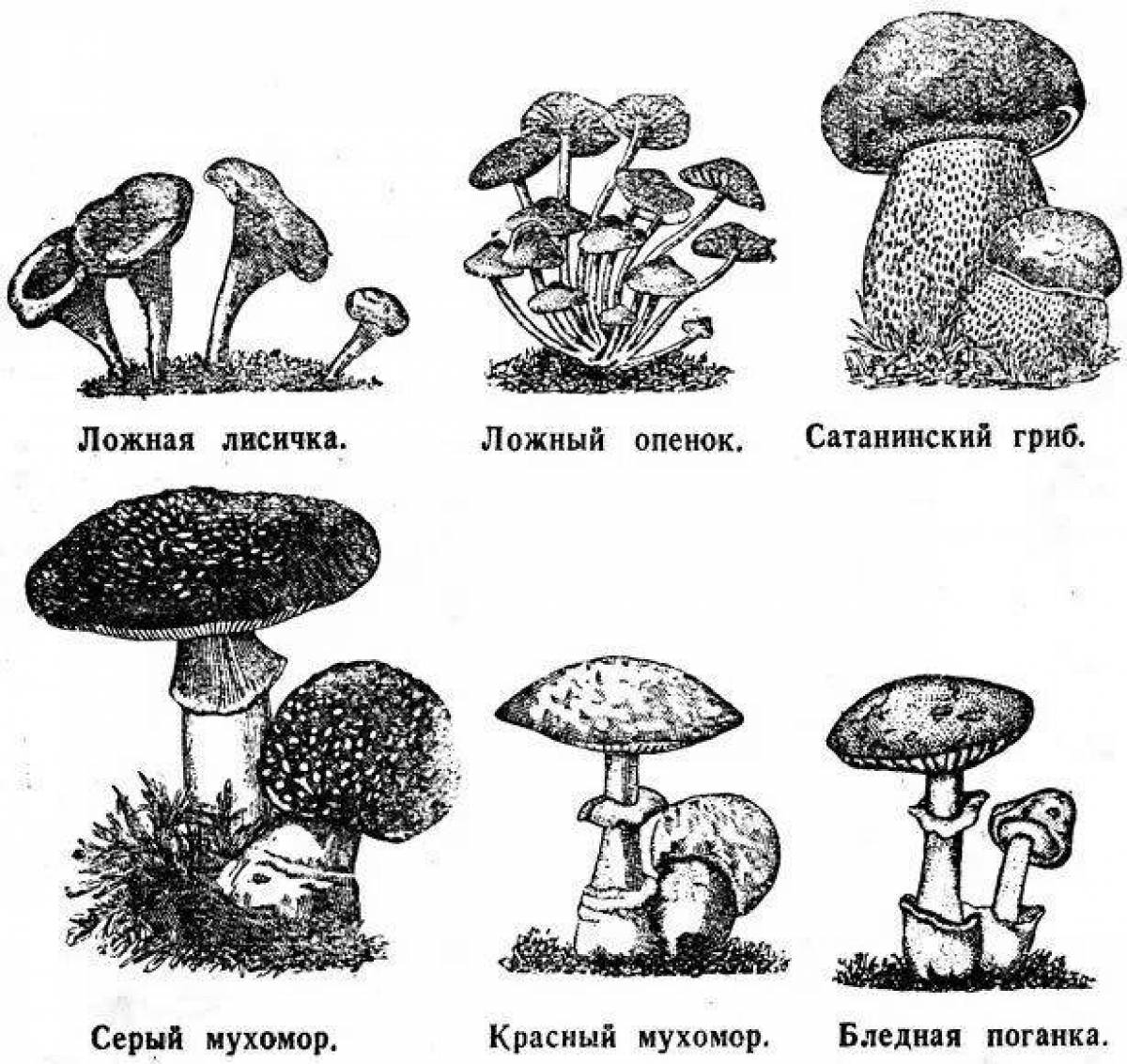Фото Радостная раскраска ядовитые грибы