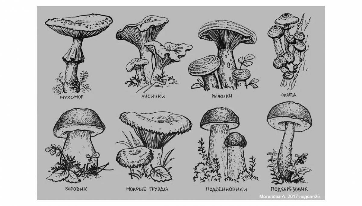 Фото Веселая раскраска ядовитые грибы