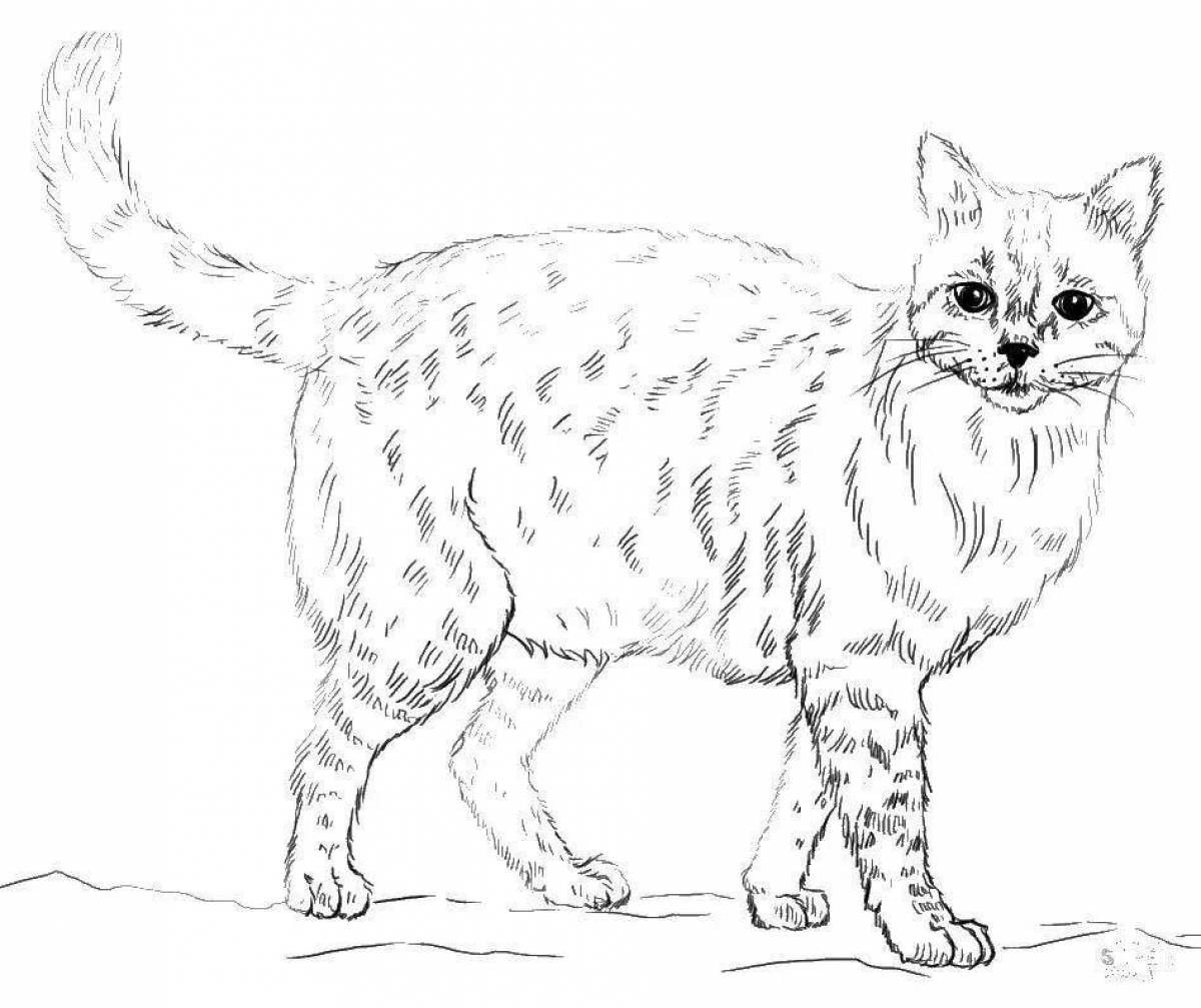 Сибирская кошка раскраска