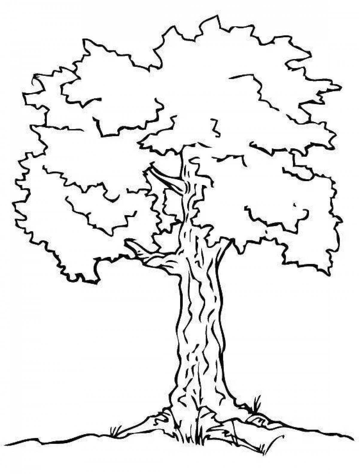 Дерево дуб раскраска